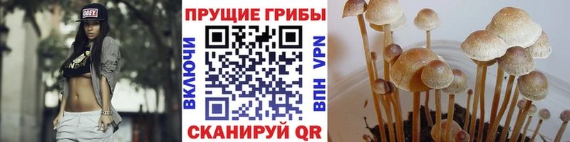 купить   Краснослободск  Псилоцибиновые грибы мицелий 