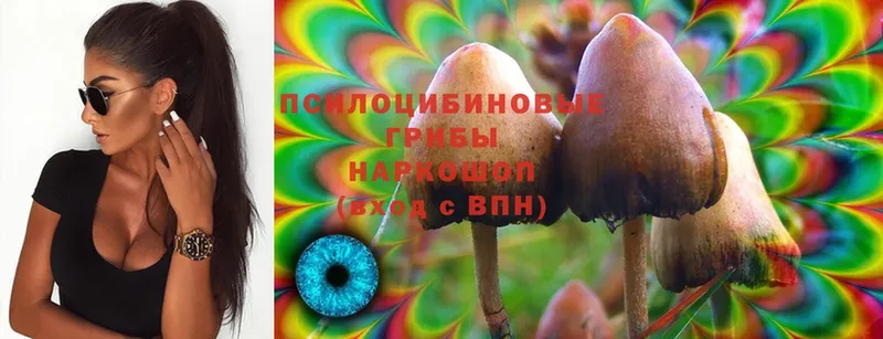 Псилоцибиновые грибы Psilocybe  Краснослободск 